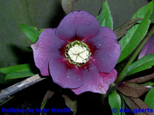 helleborus hybr